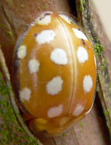 Halyzia sedecimguttata