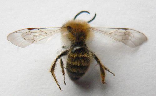 Andrena sp.
