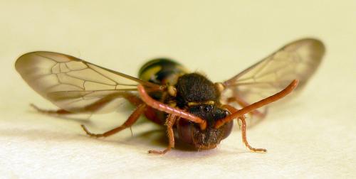 Nomada sp.