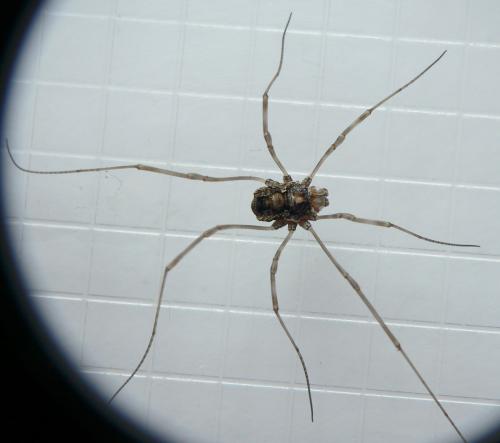 Platybunus pinetorum