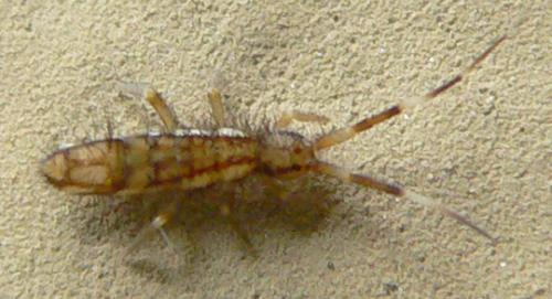Orchesella flavescens
