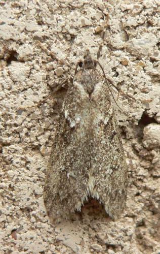 Diurnea fagella