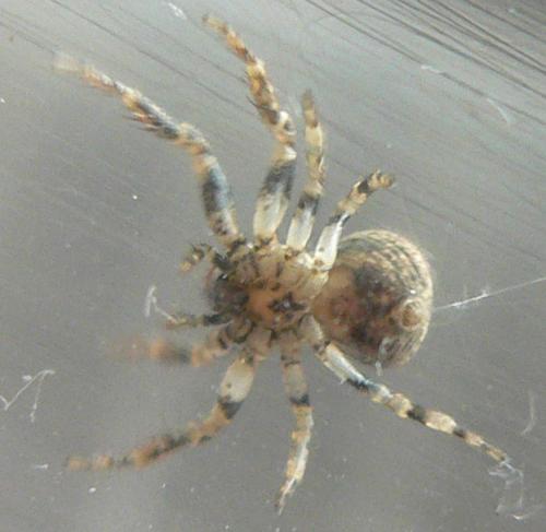 Ozyptila sp.