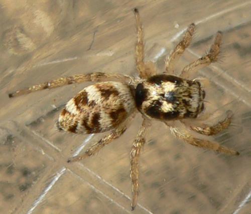 Salticus scenicus