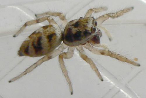 Salticus scenicus