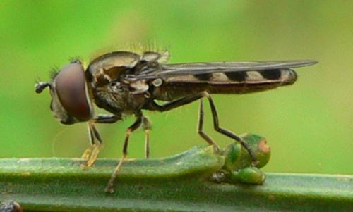 Réf. 30 752 : Platycheirus albimanus