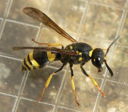 Ancistrocerus sp.