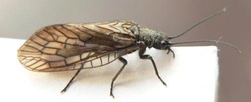 Sialis sp.