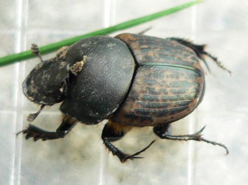 Réf. 30 956 : Onthophagus medius