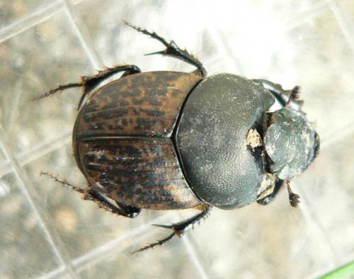 Réf. 30 957 : Onthophagus medius