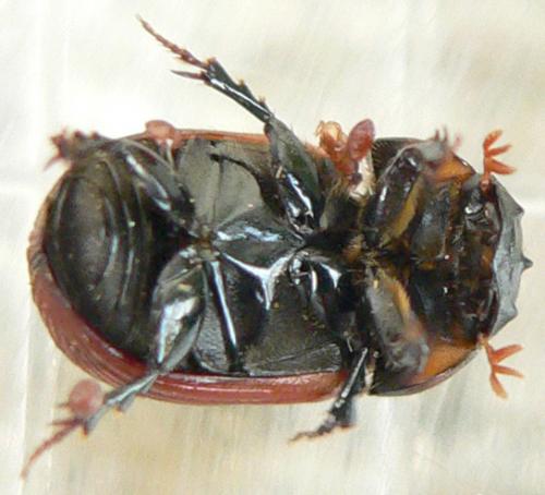 Réf. 30 989 : Aphodius sp.