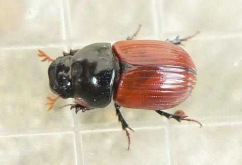 Réf. 30 960 : Aphodius sp.