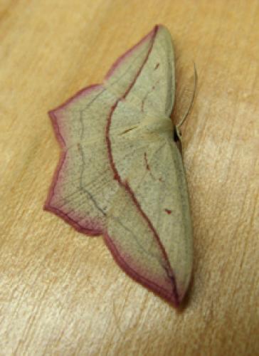 Réf. 30 219 : Timandra comae