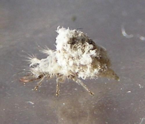 Réf. 30 070 : Pseudomallada sp.