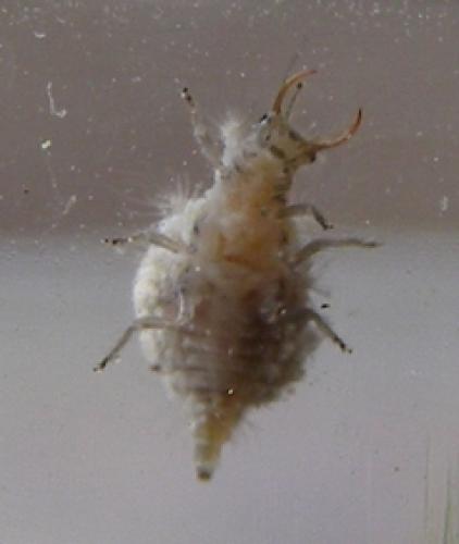 Réf. 30 069 : Pseudomallada sp.