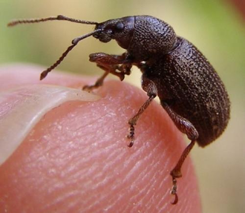 Otiorhynchus cribricollis