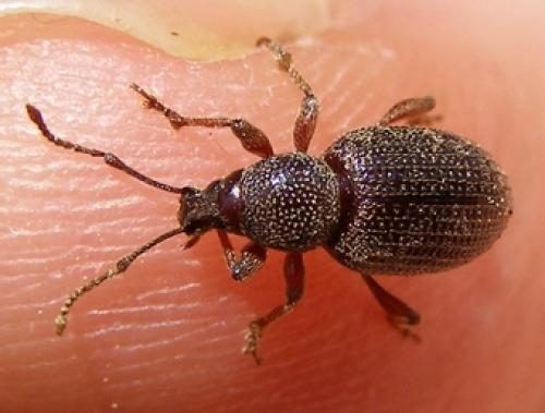 Otiorhynchus cribricollis