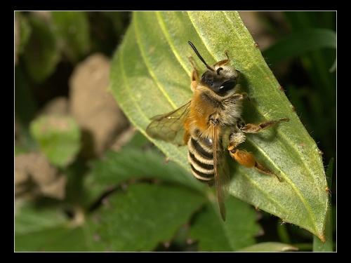 Andrena gravida