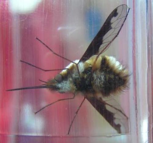 Bombylius major