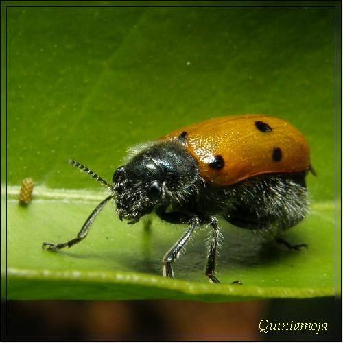 Réf. 30 740 : Lachnaia sp.