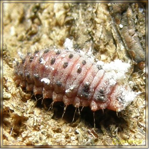 Réf. 30 748 : Novius cardinalis