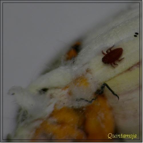 Novius cardinalis