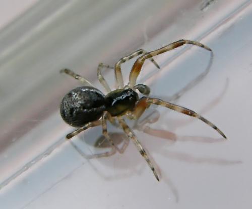 Anelosimus sp.