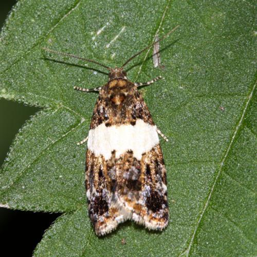 Olindia schumacherana