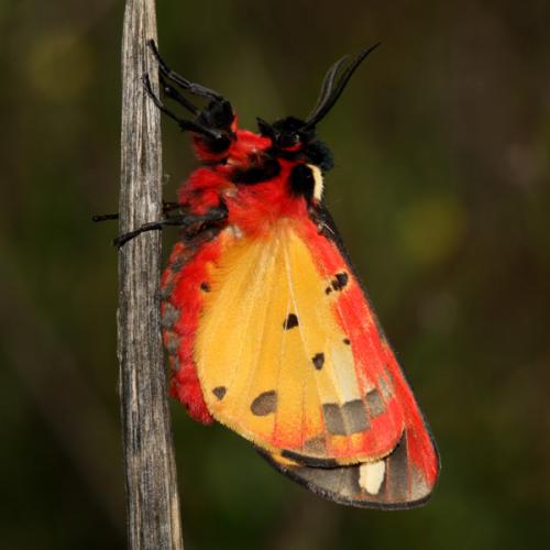 Réf. 30 717 : Arctia villica