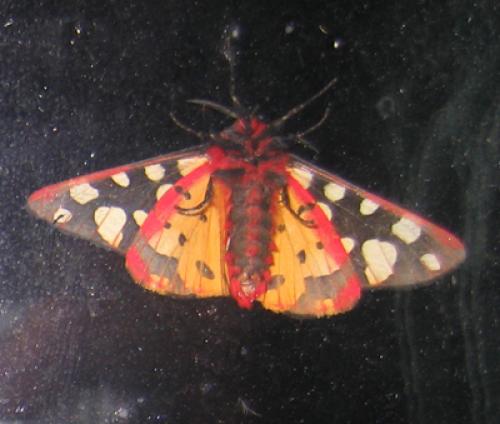Réf. 30 234 : Arctia villica