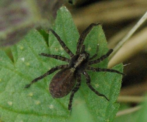 Pardosa sp.