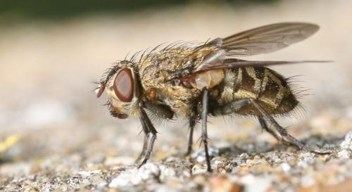 Réf. 30 313 : Pollenia sp.