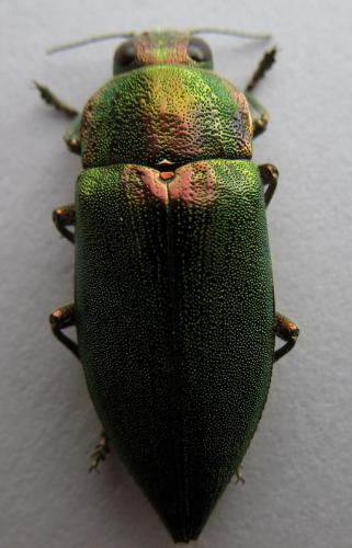Latipalpis plana