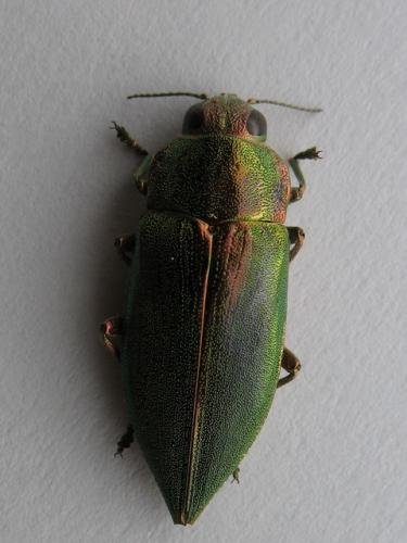Latipalpis plana