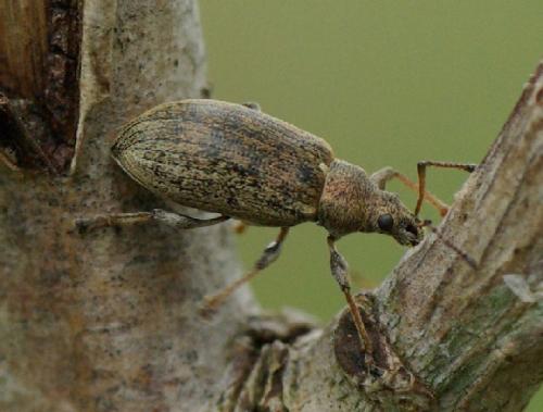 Réf. 30 833 : Phyllobius pyri