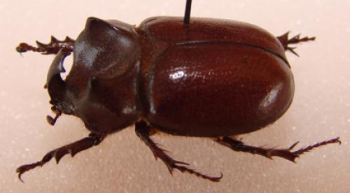 Phyllognathus burmeisteri