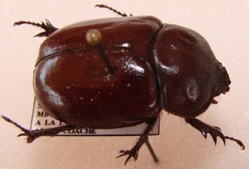 Réf. 30 339 : Phyllognathus sp.