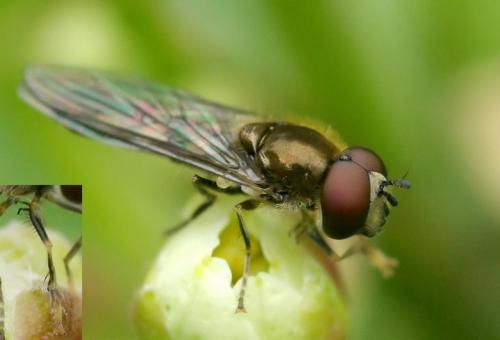 Réf. 30 282 : Platycheirus scutatus
