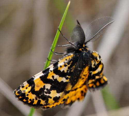 Eurranthis plummistaria
