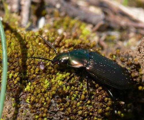 Réf. 30 299 : Poecilus sp.