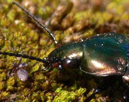 Réf. 30 301 : Poecilus sp.