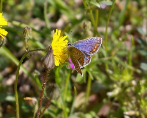 Polyommatus icarus