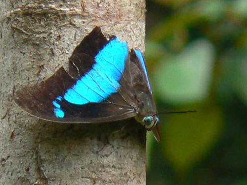 Prepona sp.