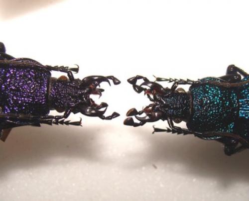 Carabus scabrosus tauricus