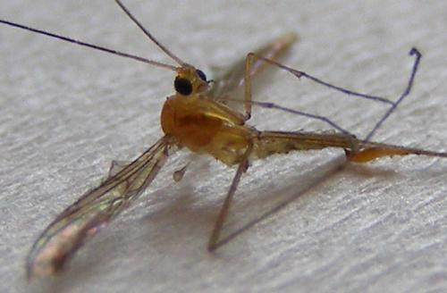 Macrocera sp.