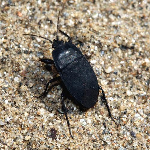 Aellopus atratus