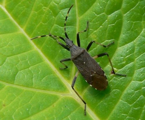 Dicranocephalus agilis