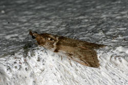 Réf. 30 866 : Zophodia grossulariella