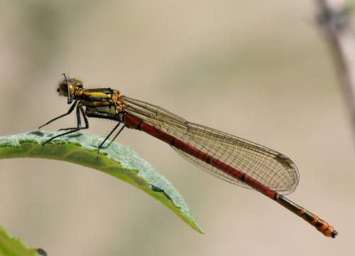 Pyrrhosoma nymphula
