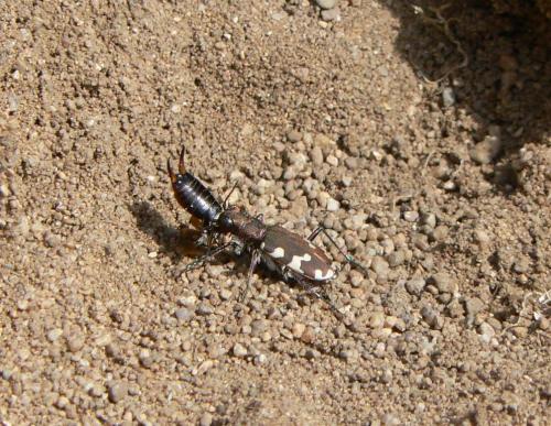 Réf. 30 138 : Cicindela sp.